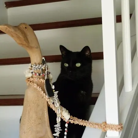 Vendégház Maison Hamak 4*