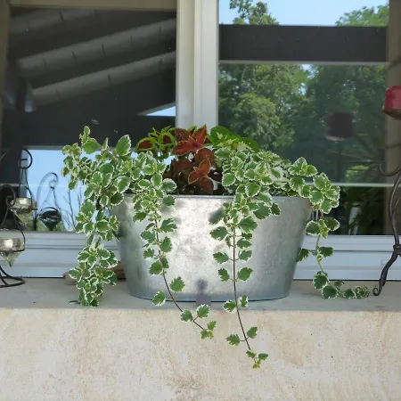 Maison Hamak Urrugne